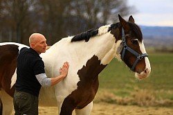 Pferdemassage, gesundes Pferd, Wellness