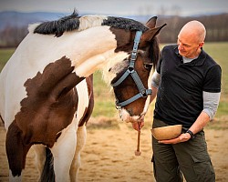Pferdemassage, gesundes Pferd
